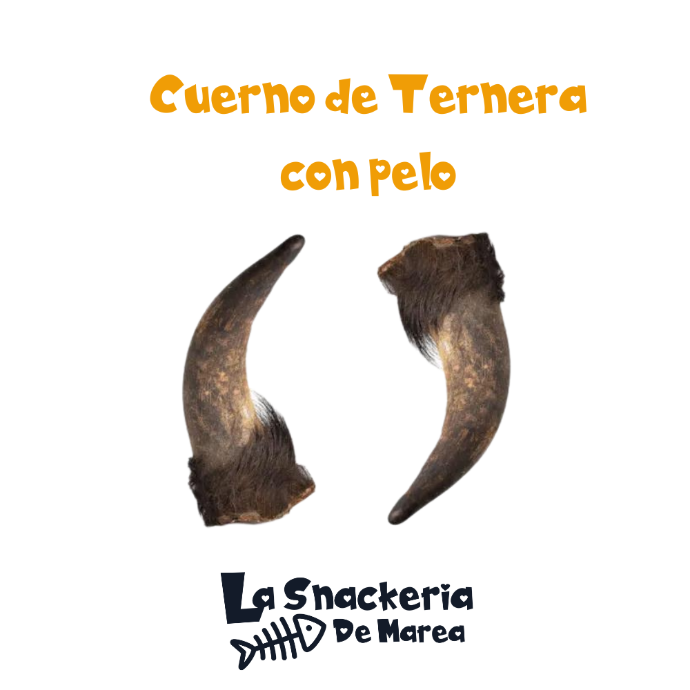 CUERNO DE TERNERA CON PELO