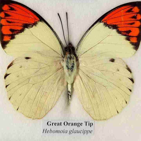 Pendientes mariposa Great Orange