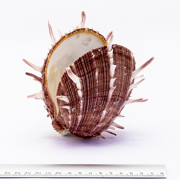 Spondylus regius bivalvo