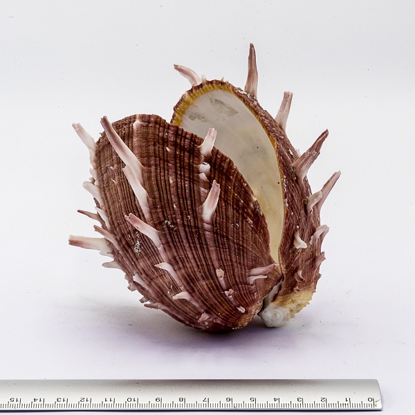 Spondylus regius bivalvo