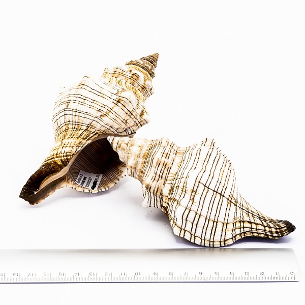 Fasciolaria trapezium